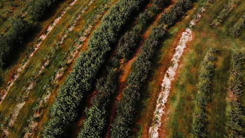 Full frame shot of plants growing on land