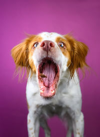 Close-up portrait of a dog