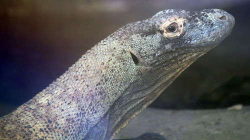 Close-up of lizard