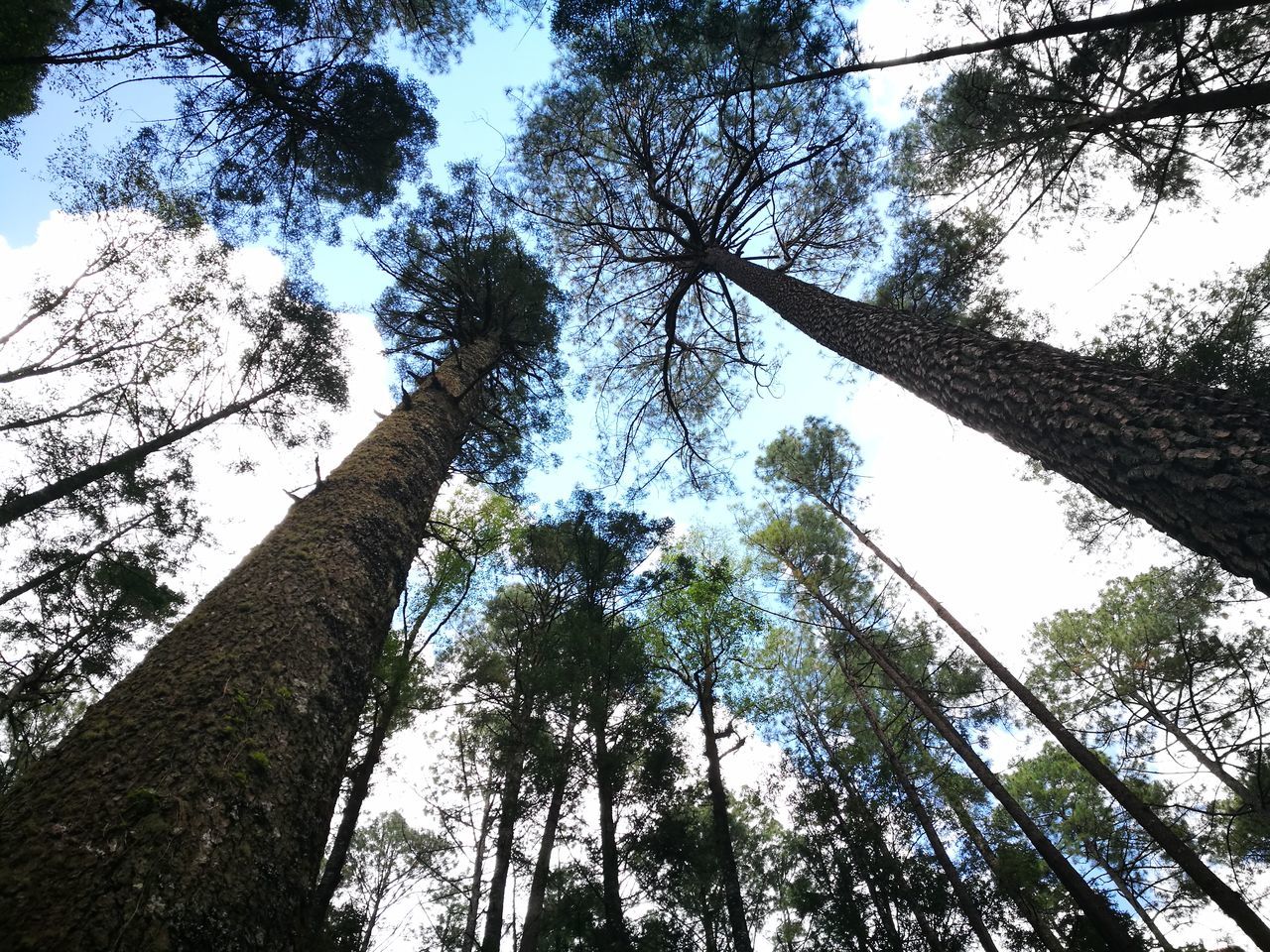 low angle view, tree, plant, tree trunk, trunk, sky, tall - high, growth, forest, tranquility, nature, no people, beauty in nature, branch, directly below, land, day, tree canopy, outdoors, woodland, bark