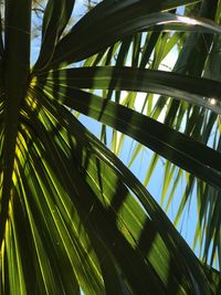 Close-up of palm tree