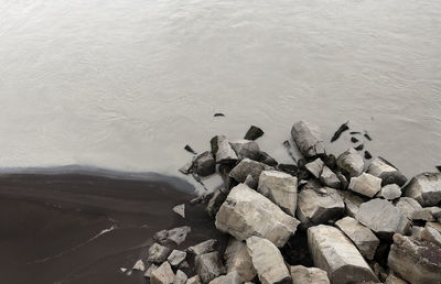 High angle view of lizard on rock at beach