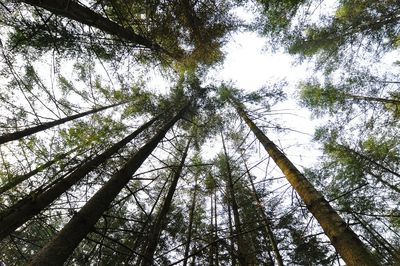 Low angle view of bamboo trees in forest