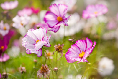 Close-up of pink flowers blooming outdoors