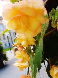 Close-up of yellow flowers blooming outdoors