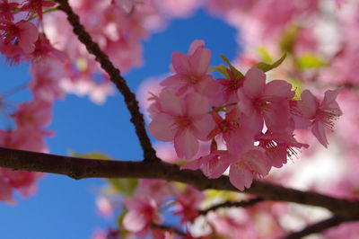 Close-up of pink cherry blossoms in spring