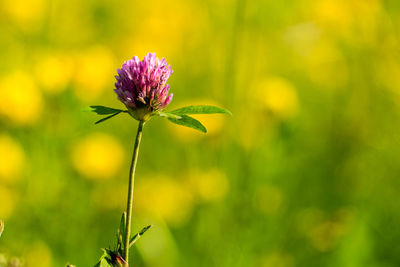 Close-up of pink flowering plant