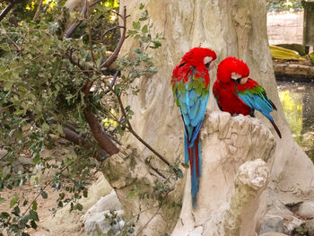 View of a bird perching on branch