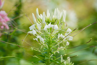 Close-up of flower against blurred background