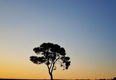 Low angle view of silhouette tree against clear sky