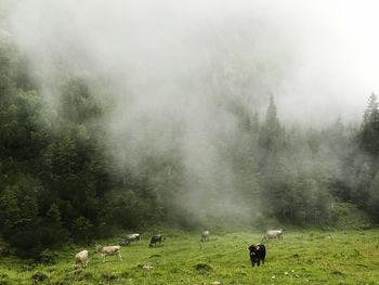 Cows grazing on field against sky during foggy weather