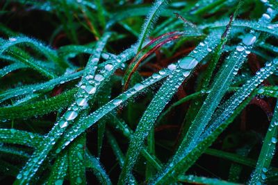 Full frame shot of wet plants