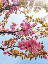 Low angle view of cherry blossoms against sky