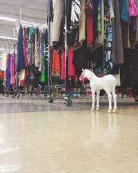 View of horse in store