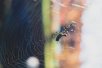 Close-up of spider on web