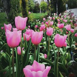 Close-up of pink tulips blooming in field