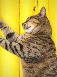 Directly above shot of cat sleeping on yellow table