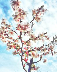 Low angle view of tree branch against sky