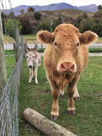 Cow and donkey standing on field