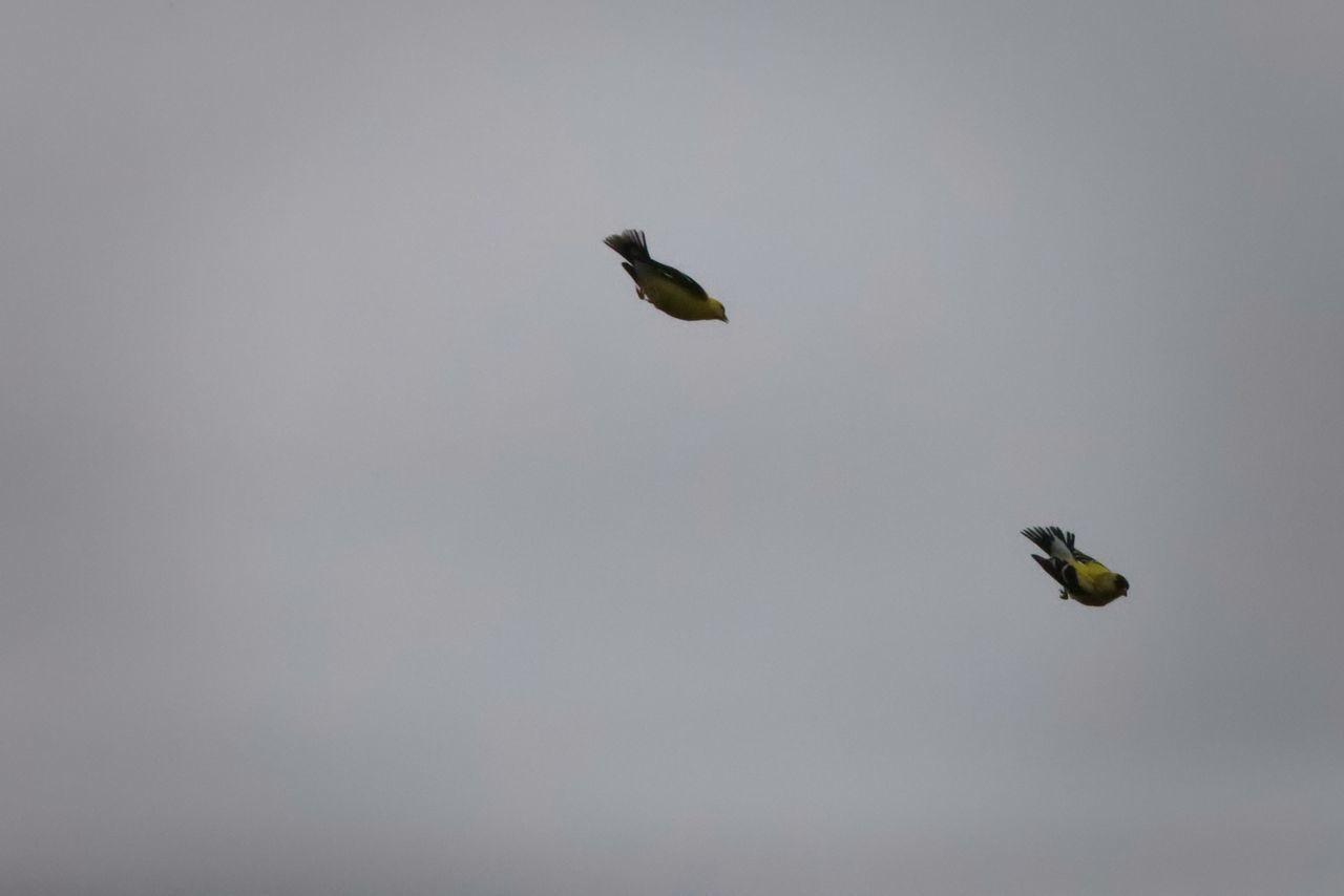 LOW ANGLE VIEW OF BIRD FLYING AGAINST CLEAR SKY