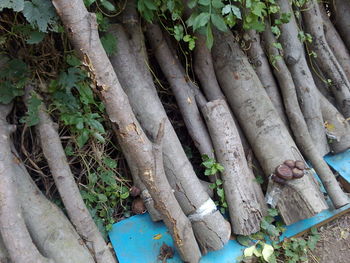 High angle view of tree trunk in forest