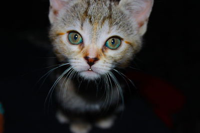 Close-up portrait of cat against black background