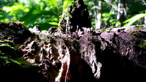 Close-up of tree trunk in forest