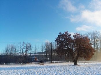 Trees on field against sky during winter