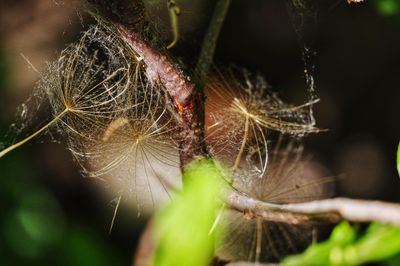 Close-up of spider web on plant