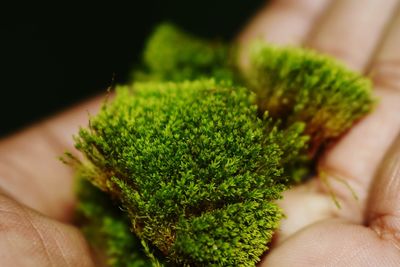Close-up of hand holding marijuana