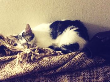 Cat sleeping on tiled floor
