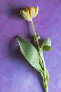 Close-up of pink rose flower