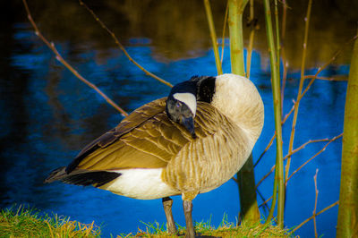Close-up of bird perching on a lake