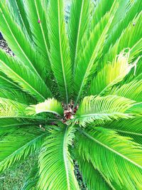 Low angle view of palm tree