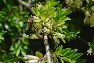 Close-up of insect on plant