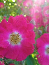 Close-up of pink flower