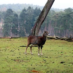 Deer standing in a field