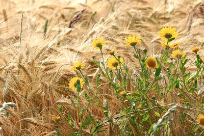 Close-up of yellow flowering plants on field