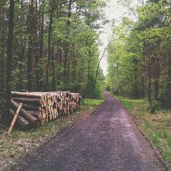 Road passing through forest