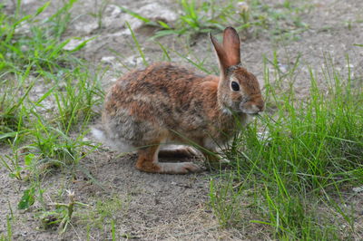 Close-up of a rabbit on field