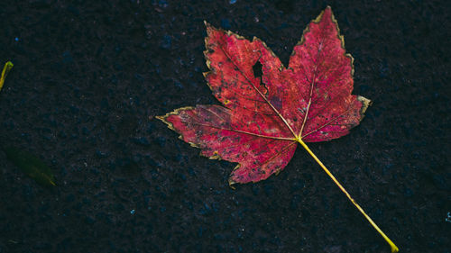 High angle view of maple leaf fallen on water