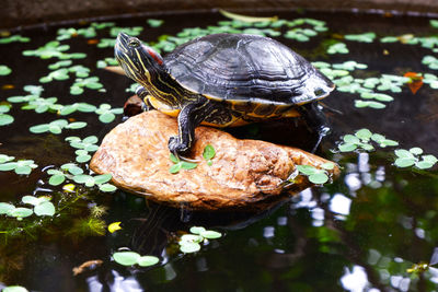 High angle view of turtle in lake