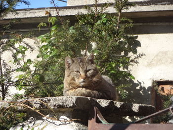 Portrait of cat by tree against plants