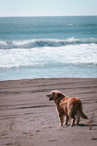 Dog on beach by sea against sky
