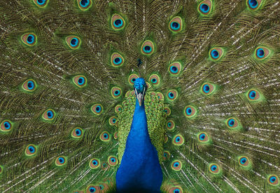 Peacock with feathers fanned out