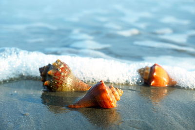 Close-up of shell on sea shore