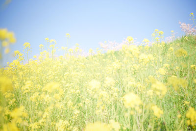 Yellow flowering plants on field against sky