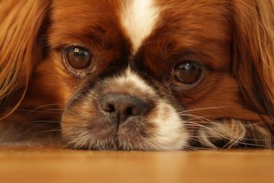 Close-up portrait of dog