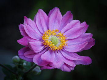 Close-up of pink flower