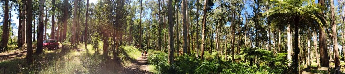 Trees in forest